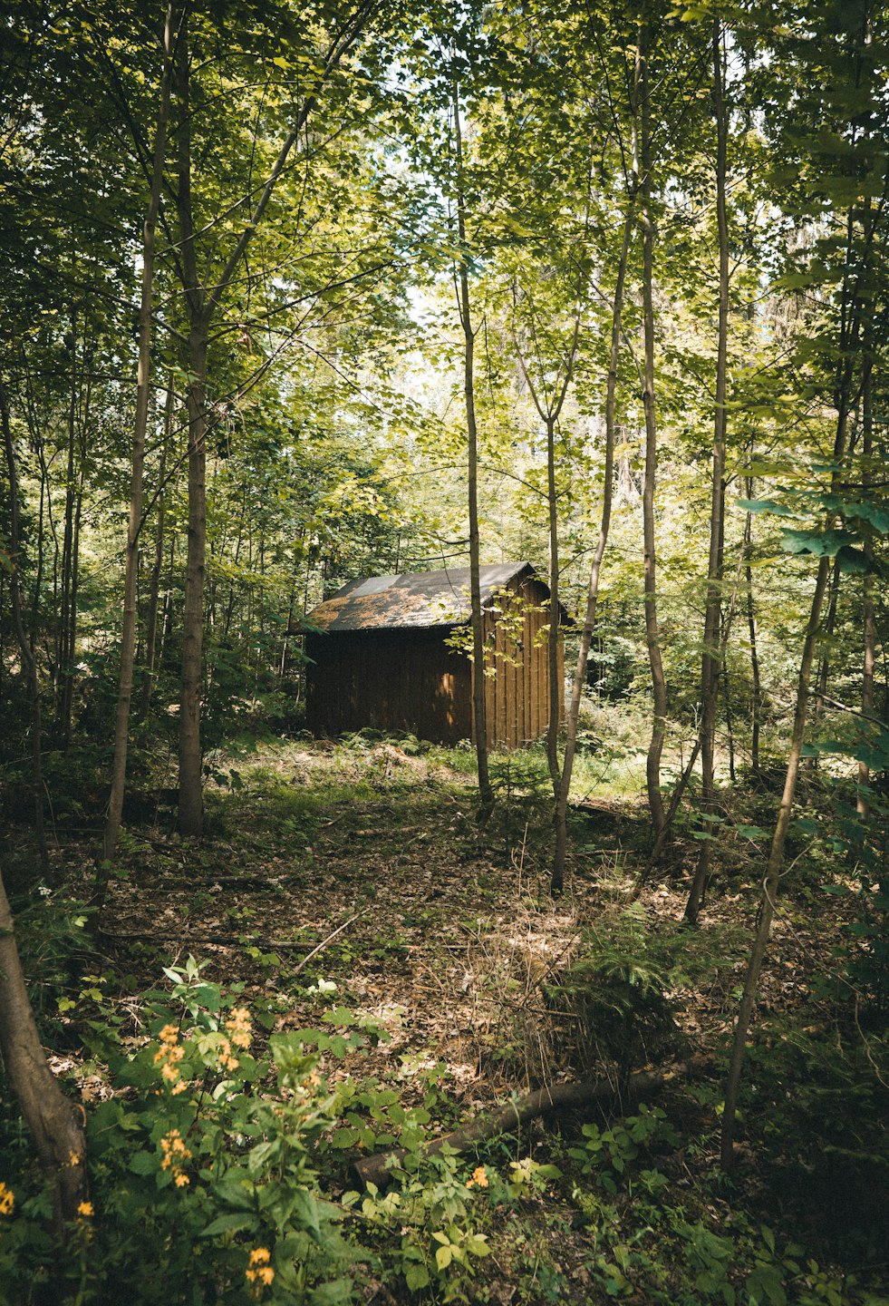A rustic wooden shed tucked within a dense green forest.